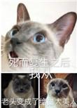 死而复生之后我从老头变成了绝世大美人常小青身世