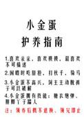 小金蛋护养指南番外