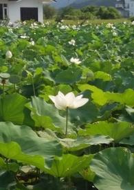 花神电视剧