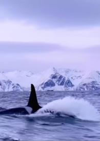 男主他是仿生人没有名字